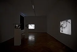 Re-Framing Creatures — Tony Conrad — Exhibitions — Galerie Buchholz — Image 20