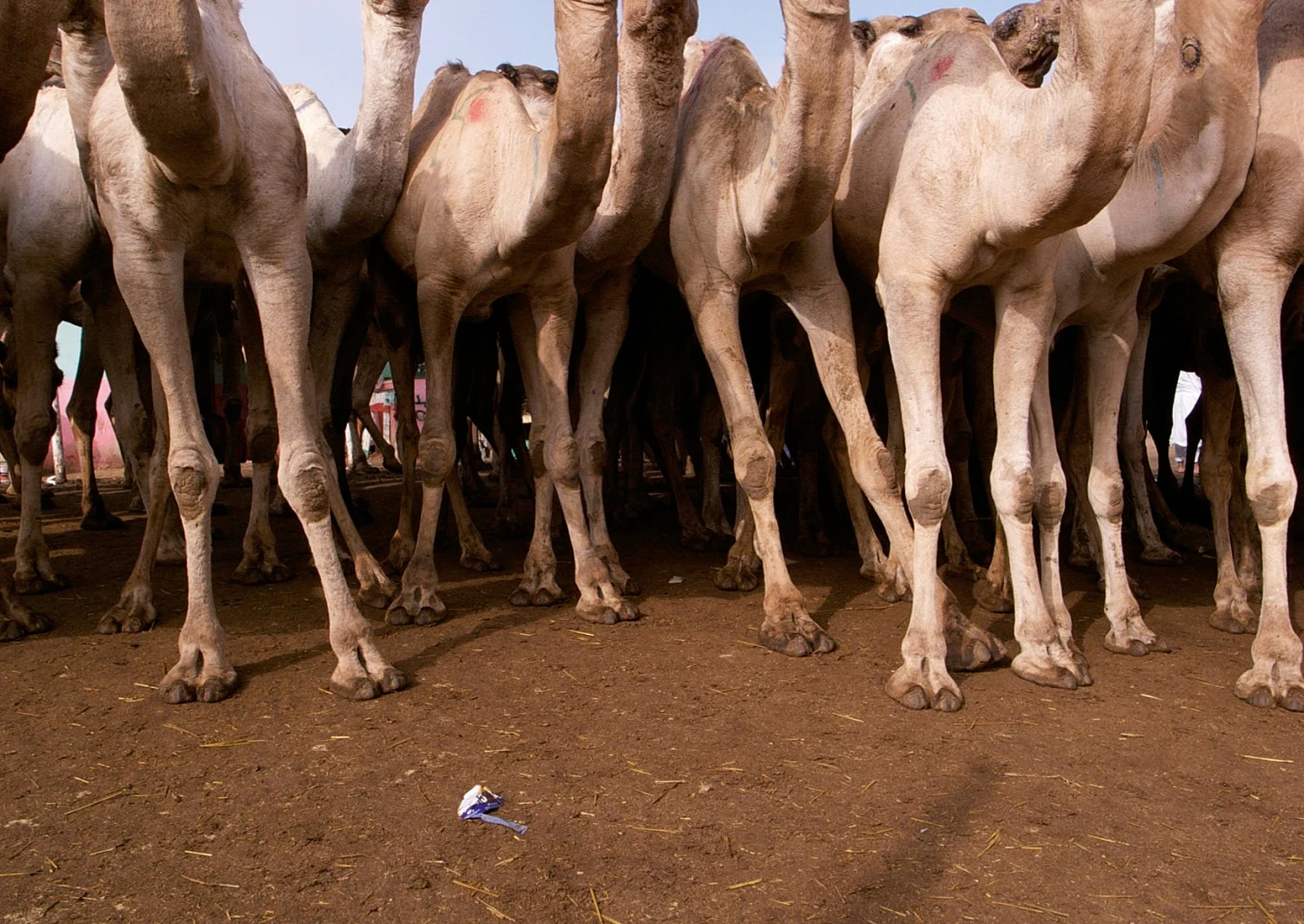 Farafra — Willem de Rooij — Exhibitions — Galerie Buchholz — Image 01