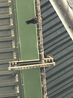 Vista View an exhibition curated by Caleb Considine — Tomma Abts, Ginny Bishton, Whitney Claflin, Carlfriedrich Claus, Ralston Crawford, Norman Lewis, Agnes Martin, Mohammad... — Exhibitions — Galerie Buchholz — Image 53