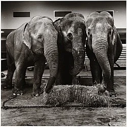 Moyra Davey Peter Hujar - Berlin 2020 — Moyra Davey Peter Hujar — Exhibitions — Galerie Buchholz — Image 97