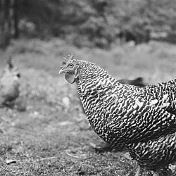 Moyra Davey Peter Hujar - Berlin 2020 — Moyra Davey Peter Hujar — Exhibitions — Galerie Buchholz — Image 124