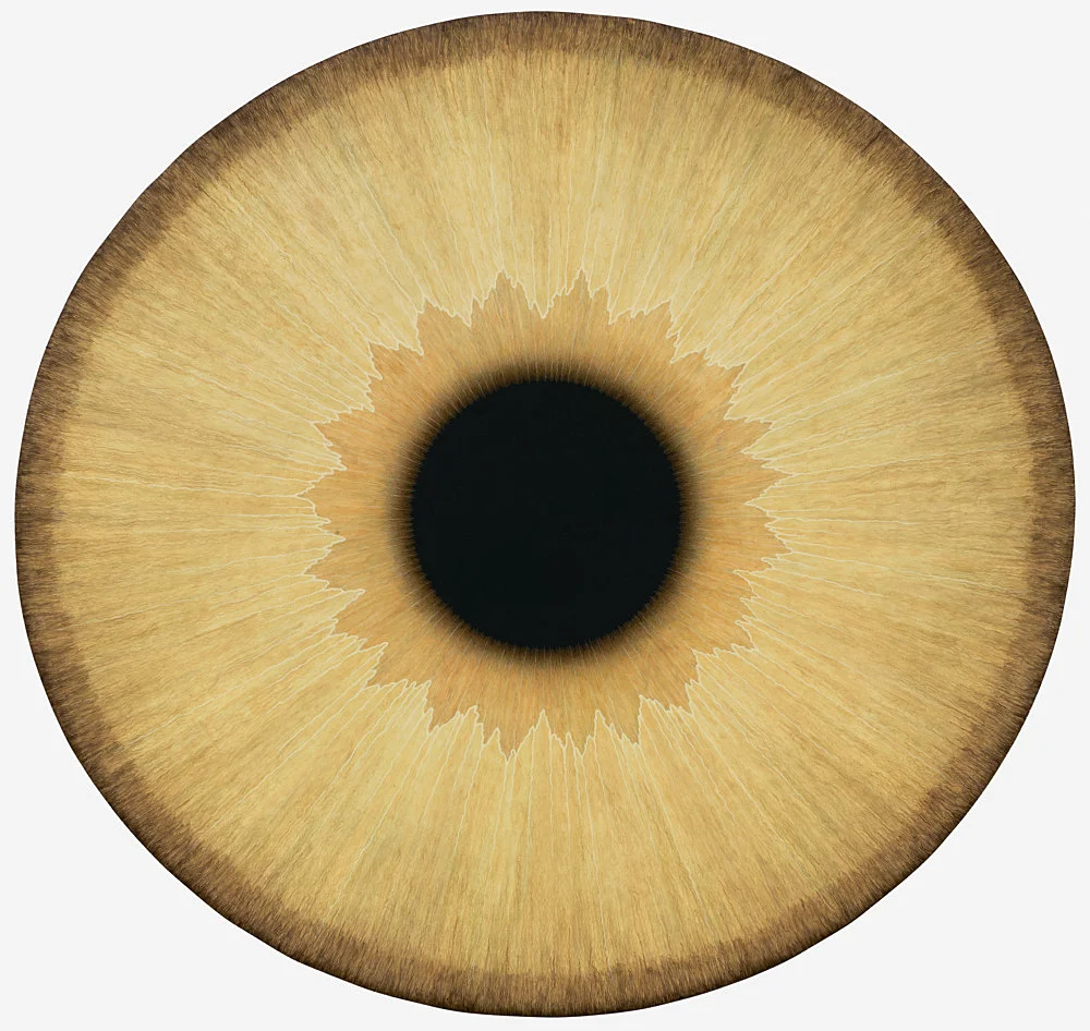 Visualities — Ulla Wiggen — Exhibitions — Galerie Buchholz — Image 00