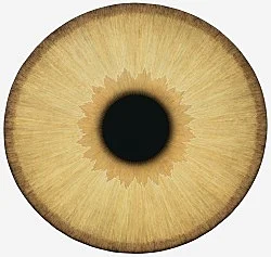 Visualities — Ulla Wiggen — Exhibitions — Galerie Buchholz — Image 28