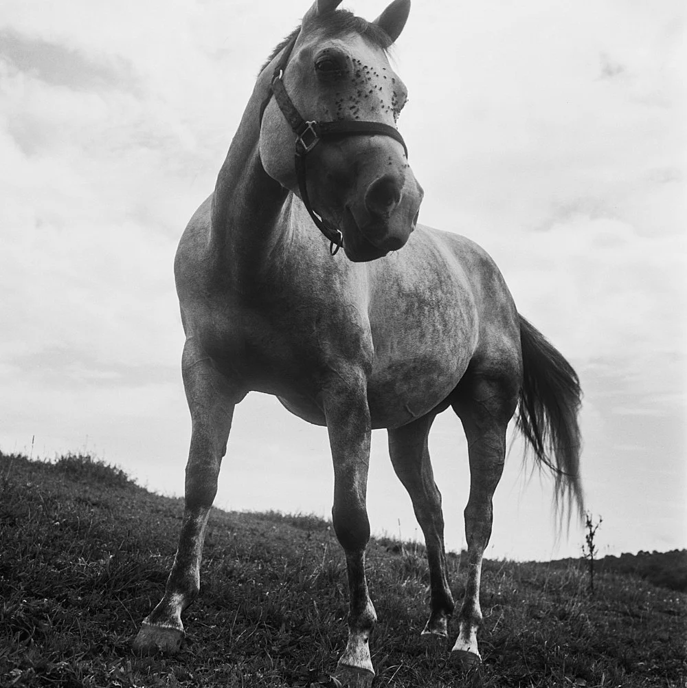 Moyra Davey Peter Hujar - Berlin 2020 — Moyra Davey Peter Hujar — Exhibitions — Galerie Buchholz — Image 18
