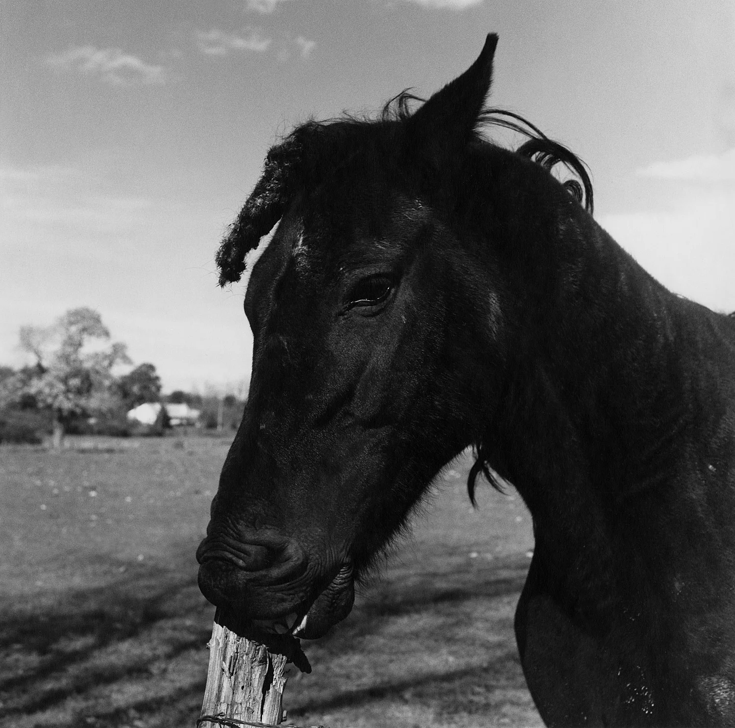 Moyra Davey Peter Hujar - Berlin 2020 — Moyra Davey Peter Hujar — Exhibitions — Galerie Buchholz — Image 14