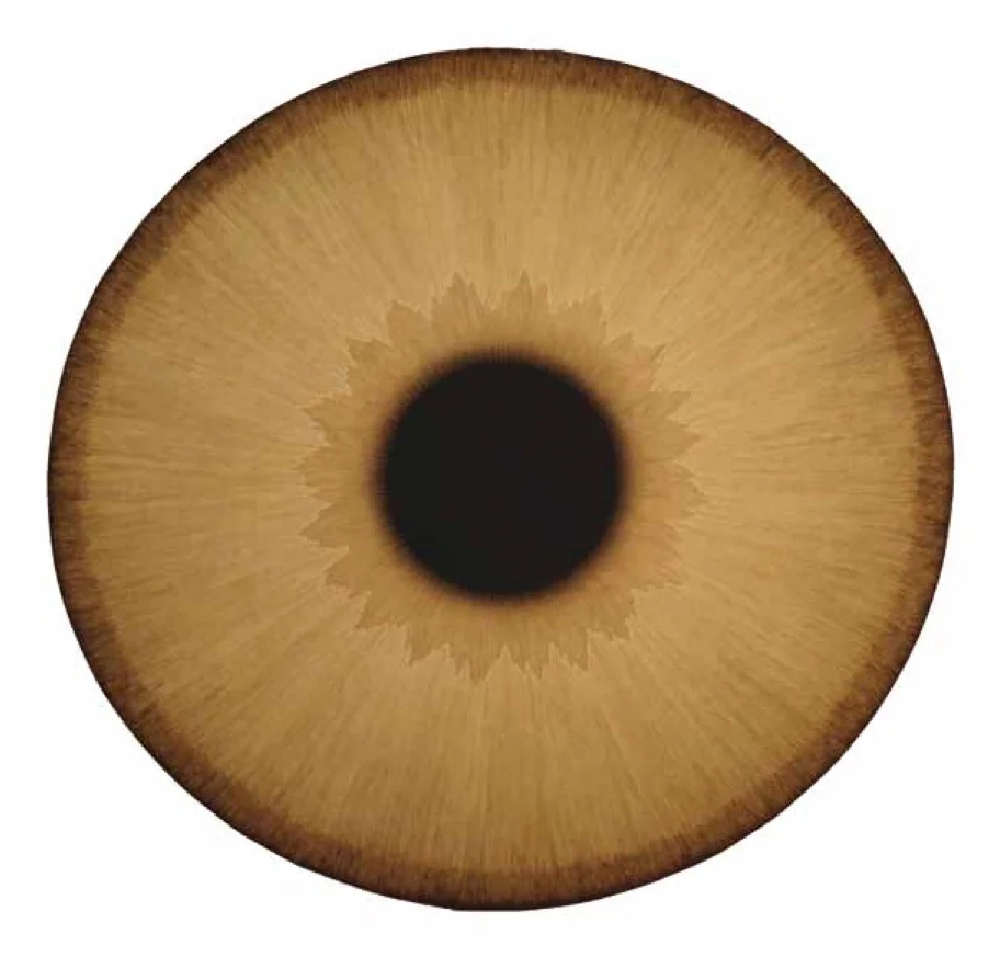 Visualities — Ulla Wiggen — Exhibitions — Galerie Buchholz — Image 01